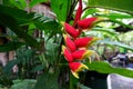 Heliconia tropics flower Royalty Free Stock Photo