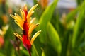 Heliconia under sun Royalty Free Stock Photo