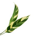 Heliconia variegated foliage, Exotic tropical leaf isolated on white background, with clipping path