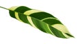 Heliconia variegated foliage, Exotic tropical leaf isolated on white background, with clipping path