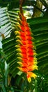 Heliconia velutina in the rain forest Royalty Free Stock Photo