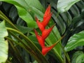 Red Heliconia wagneriana flower blooming with green leaves background.