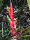 Heliconia wagneriana flower in Costa Rica