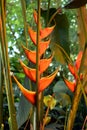 Heliconia Wagneriana