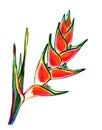 Heliconia watercolor illustration.