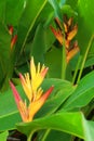 Heliconia yellow flower Royalty Free Stock Photo