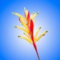 Heliconia yellow flower and bug Royalty Free Stock Photo