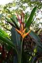 Heliconia Yellow Torch Flower with blurred background