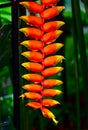 Heliconiaceae in Japan.