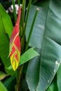 HeliconiaLobster Claw; False Bird of Paradise