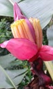 heliconias platanilla Royalty Free Stock Photo