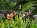 Heliconias in rain Royalty Free Stock Photo