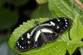 Heliconius atthis