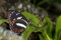 Heliconius atthis