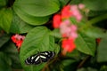 Heliconius atthis, the false zebra longwing