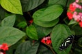 Heliconius atthis, the false zebra longwing in the nature habitat. Butterfly from Costa Rica, insect on the green leave with red