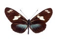 Heliconius butterfly