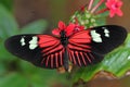 Heliconius Butterfly Royalty Free Stock Photo