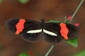 Heliconius Butterfly Royalty Free Stock Photo