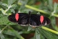 Heliconius Butterfly Royalty Free Stock Photo