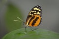 Heliconius Butterfly, Amazon jungle