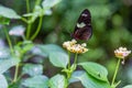 Heliconius butterfly feeding on a white plant Royalty Free Stock Photo