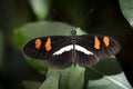 Heliconius butterfly on a green leaf close up Royalty Free Stock Photo