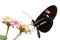 Heliconius butterfly Heliconius sp. on a flower Royalty Free Stock Photo