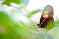 Heliconius butterfly perching on plant leaf