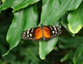 Heliconius butterfly Royalty Free Stock Photo