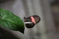 Heliconius Butterfly Royalty Free Stock Photo