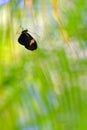 Heliconius butterfly resting on palm leaf