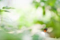 Heliconius butterfly perching on small stone Royalty Free Stock Photo