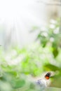 Heliconius butterfly perching on small stone