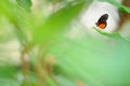 Heliconius butterfly perching on plant leaf Royalty Free Stock Photo