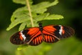 Heliconius butterfly Royalty Free Stock Photo