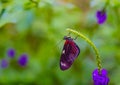 Heliconius butterfly with wings closed Royalty Free Stock Photo