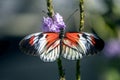 Heliconius Butterfly wings Royalty Free Stock Photo