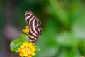 Heliconius charithonia, the zebra longwing butterfly