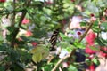 A Heliconius charithonia, Zebra Longwing, butterfly perched on a tree branch