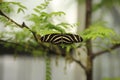 Heliconius charithonia, Zebra longwing butterfly perched on green leaves with open wings