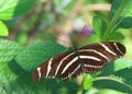 zebra longwing butterfly on green leaves