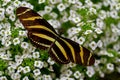 Zebra Longwing Butterfly