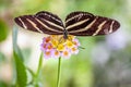 Heliconius charithonia, zebra longwing