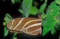 Heliconius charithonia, the zebra longwing