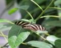 Heliconius charithonia, the zebra longwing or zebra heliconian