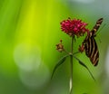 Zebra Longwing Butterfly