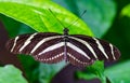 ZSL Butterfly Paradise London Zoo. Zebra longwing butterfly, Heliconius charitonia Royalty Free Stock Photo