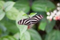 Heliconius charitonius butterfly on green leaf