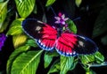 Heliconius,colorful,butterflyi in Florida Royalty Free Stock Photo